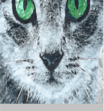 “Кіт Мохіто” Жарікова Ольга